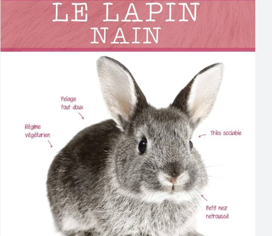 巴黎免费送宠物<em>小兔兔</em>！