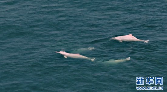 深蓝处邂逅“海洋精灵” 看中华白海豚追逐嬉戏
