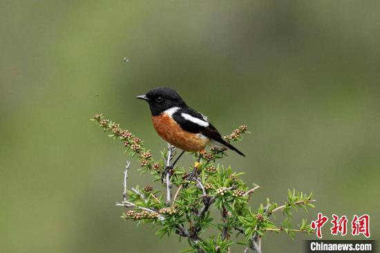 亚洲首次记录到<em>小型</em>雀形目鸟类在极高海拔飞行模式