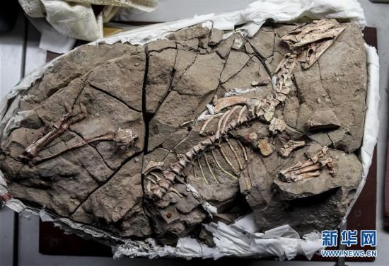 吉林大学科研团队发现<em>恐龙</em>牙釉质波纹构造的最早记录