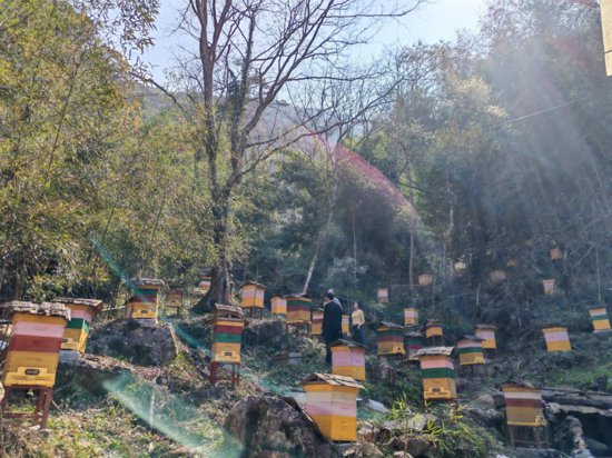湖南城步蜂蜜入选全国名特优新农产品名录