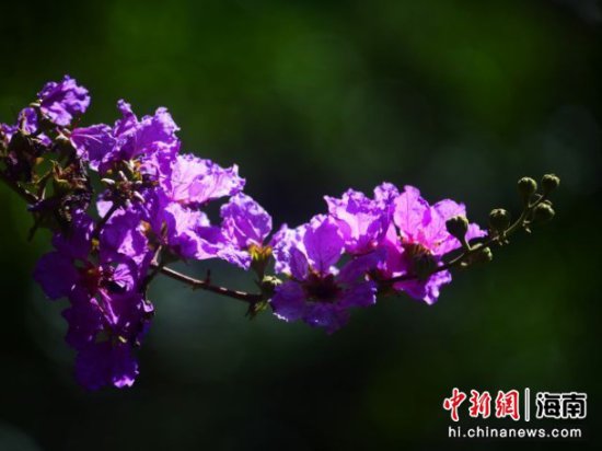初夏时节，<em>三亚</em>一景区紫薇花盛开引人观赏