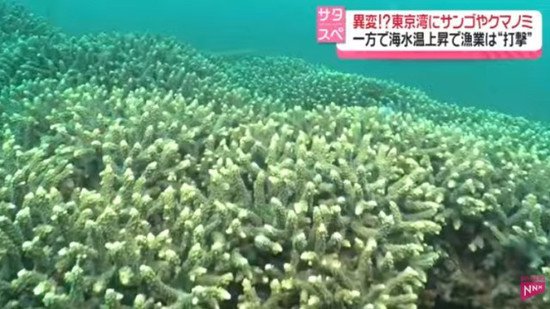 日本东京湾因海水升温现“<em>奇异景象</em>”：珊瑚疯长 热带鱼增多