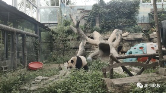北京动物园回应“熊猫秃了”