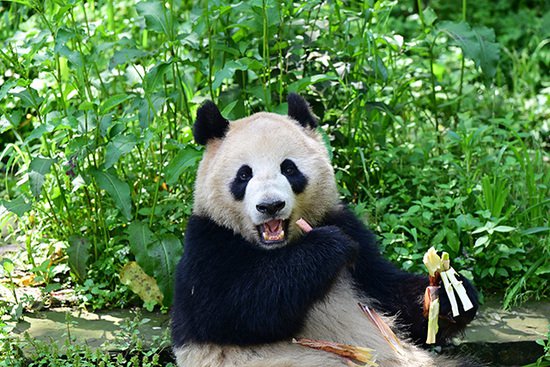 定了！赴美大熊猫是“云川”和“鑫宝”