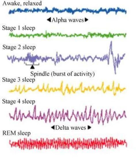 一个低成本改善睡眠和<em>记忆力的方式</em>：瑜伽睡眠