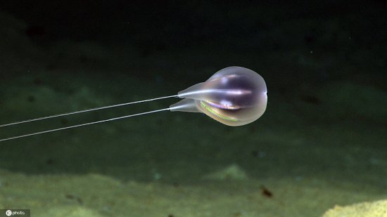 科学家发现海洋新物种：全透明水母 在<em>海底最深处</em>