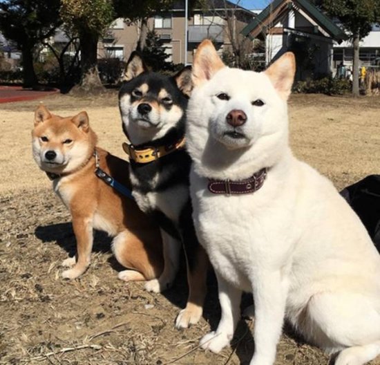 日本夫妇养了三只柴犬，个个都是<em>表情包</em>！