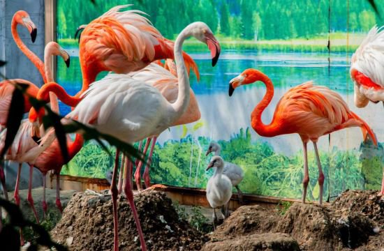 龙沙动植物园：超萌小火烈鸟上线啦