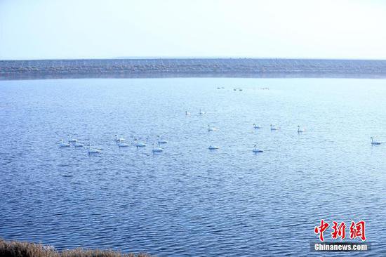 新疆<em>阿拉尔市</em>：良好生态吸引成群白天鹅栖息