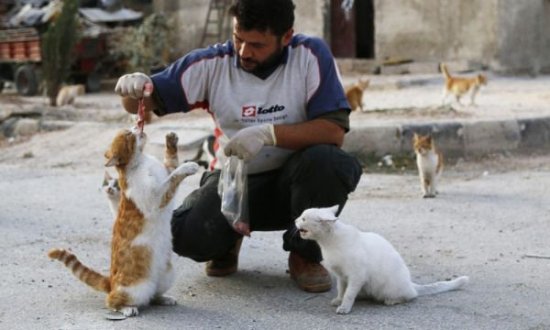 法媒：叙利亚人建猫咪庇护所 用战斗机<em>给</em>小猫<em>起名</em>