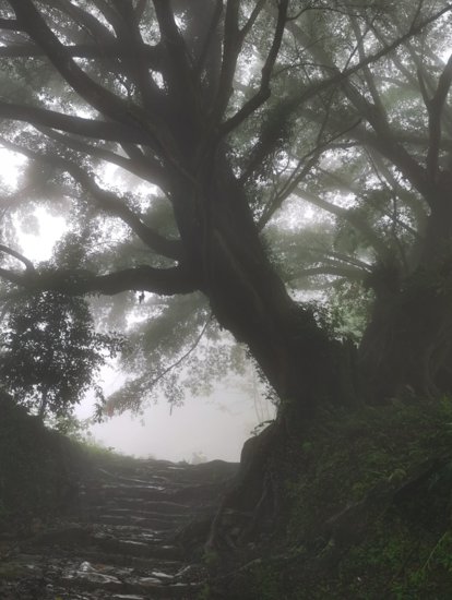 汤岭古道穿越路线：古木苍苍，云雾缭绕，雨后的福州别样美