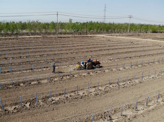 吉木萨尔县庆阳湖乡发展特色苗木产业 实现生态经济效益双丰收