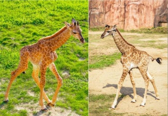 东莞的这两只网红长颈鹿有姓名了，传递家庭爱意