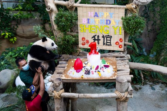 在马出生的大熊猫<em>宝宝</em>“升谊”庆祝一岁生日