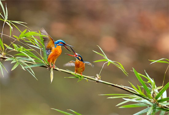 <em>常州</em>：湿地公园鸟欢歌 春意盎然生态美