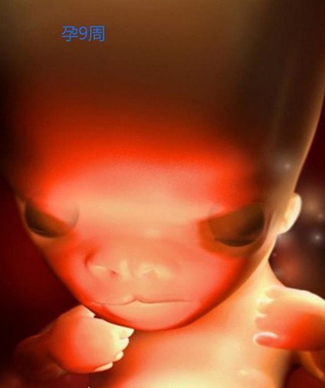 <em>怀孕后</em>胎儿是如何形成的？看完这九张图后，网友：生命真的很...