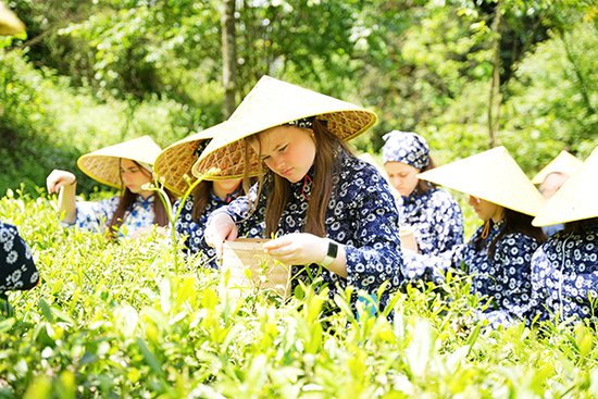 <em>成都彭州</em>：法国中学生研学化身“茶农” 体验中国传统文化