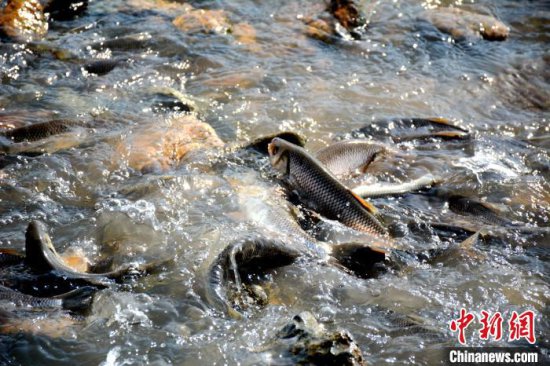 内蒙古达里湖畔 访数百万华子鱼洄游奇景的守护者