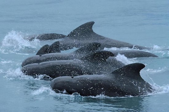 震惊！苏格兰海滩50多只<em>鲸鱼</em>集体搁浅，原因令人不敢想象！