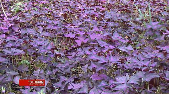 岘山旁成片“紫蝴蝶”，超美！