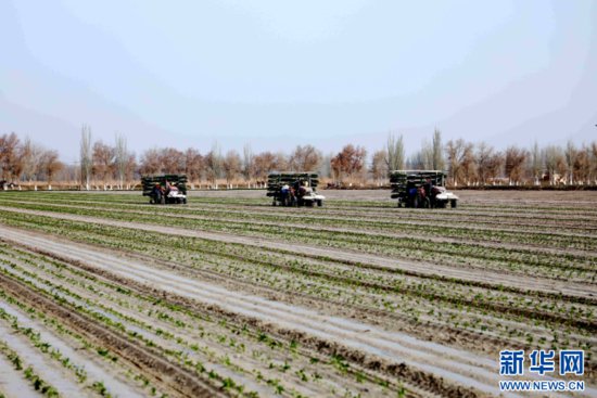 新疆阿拉尔市：广袤田野耕种忙<em> 现代</em>机械跑出“加速度”