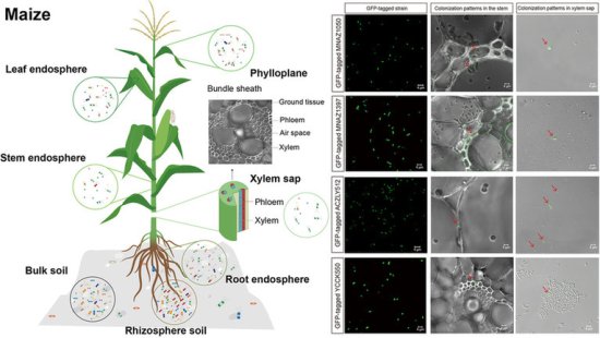 植物也有“肠道菌群”，研究发现<em>玉米的</em>固氮核心细菌微生物组