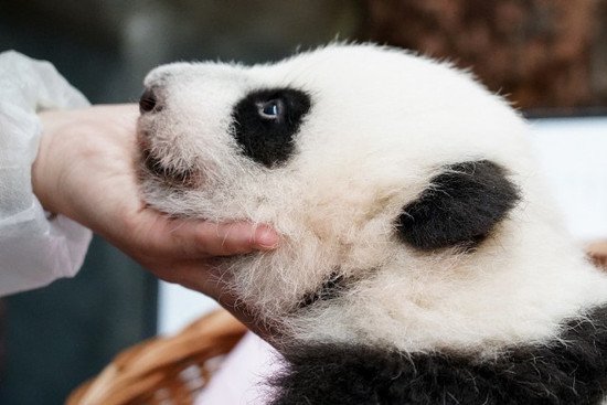 大熊猫，“天生的外交官”