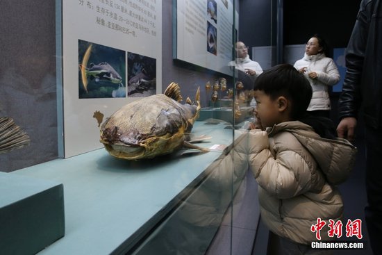 黑龙江省博物馆展出<em>白垩纪</em>鱼化石