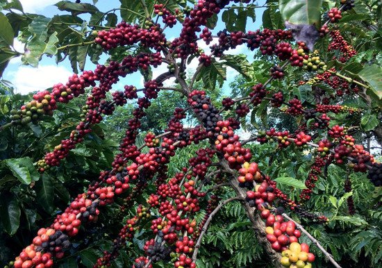 美媒：全球咖啡价格不断上涨