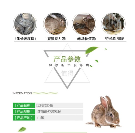 山西介休本地有卖长毛兔<em>公羊兔</em>的养殖场#