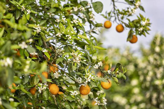 <em>重庆忠县</em>已形成柑橘完整产业链：从一粒种子到一杯橙汁再到护肤...