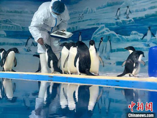 （新春走基层）<em>揭秘</em>哈尔滨“淘学企鹅”冰雪大巡游的背后
