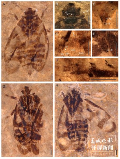 云南科研人员在青藏高原发现昆虫新种西藏古胸沫蝉化石