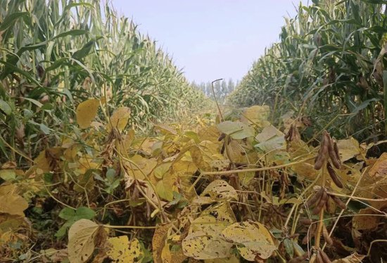 惠民县清河镇：大豆玉米带状复合种植实现“一季双收”