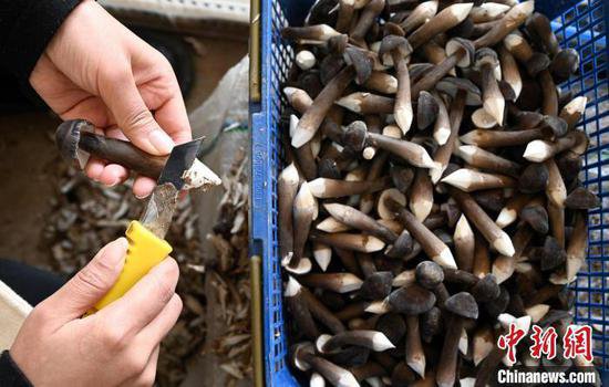 年产3600万斤 河北广平小蘑菇种出4.5亿大市场