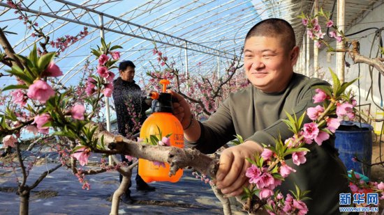 新疆察布查尔：大棚桃花朵朵开 映红果农笑脸