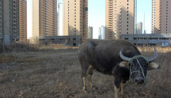武汉还建小区开工5年未交房 村民荒草地上养牛