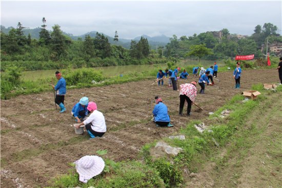 台江县：生姜产业助力农户增收