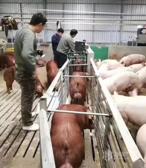 黑龙江生猪行业风险管理专题培训班开班