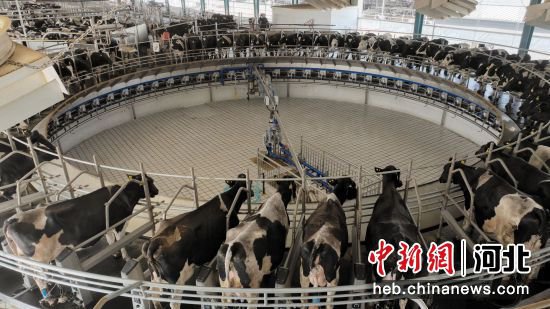 河北蠡县家庭牧场项目投产 预计年产合格<em>鲜牛奶</em>2.3万吨