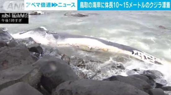 日本海岸漂浮<em>大型</em>鲸鱼尸体 长度达10至15米