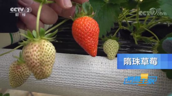 <em>草莓</em>好吃，如何挑选？