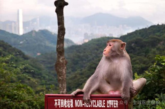 跟<em>猴子玩耍</em>当心被传染B病毒，香港首例患者情况危急
