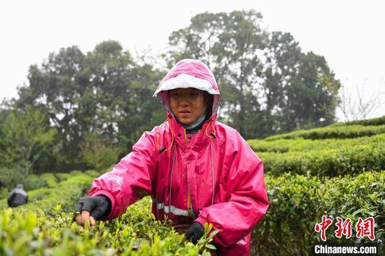 西藏边城墨脱：“一片茶叶”兴产业