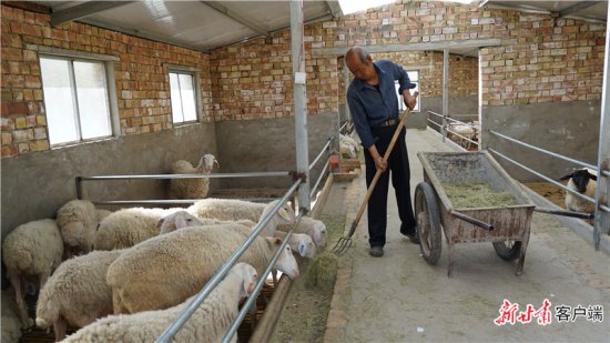 环县：科学技术进农家 养羊致富日子甜