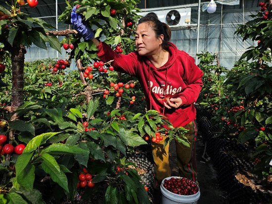 青岛平度：盆栽大樱桃上市，“红果果”成农民致富“金果果”