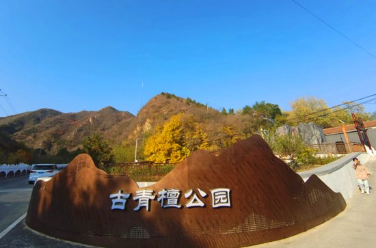 北京唯一一株千年青檀树，“携家带口”变身古树主题公园
