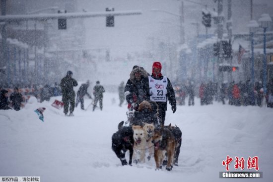 美国<em>阿拉斯加狗</em>拉雪橇赛开启 全程1600公里