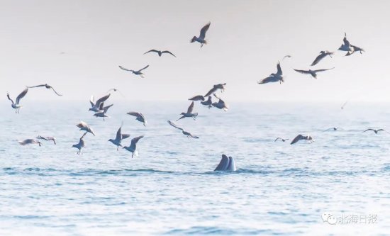 广西北海“观鲸”刷爆朋友圈，可怕的事情发生了……